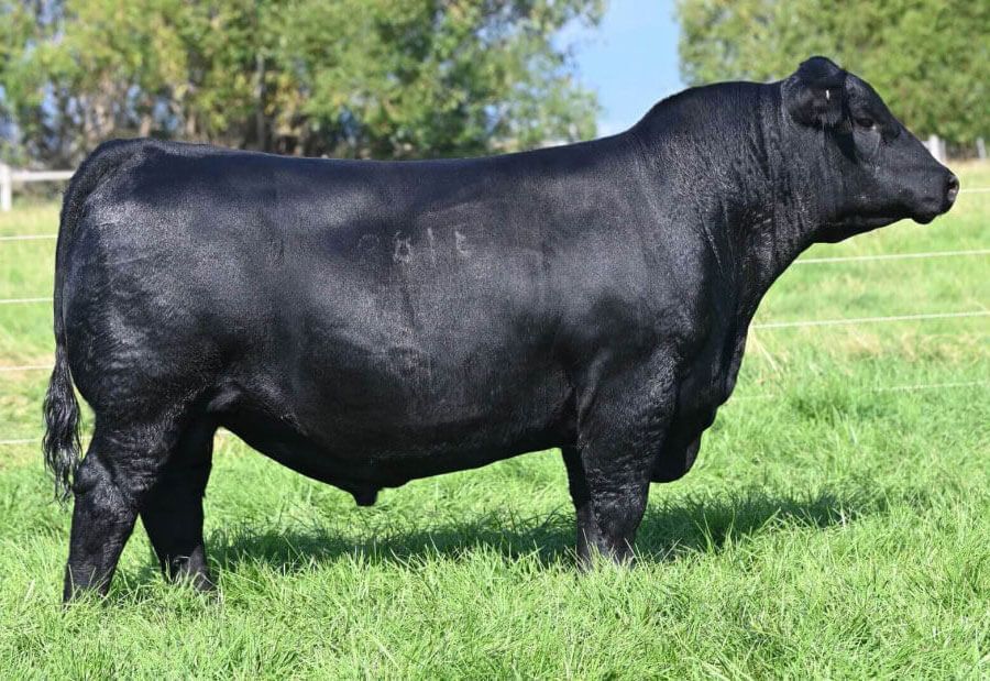 coleman-universal-2024-19119653397131108009